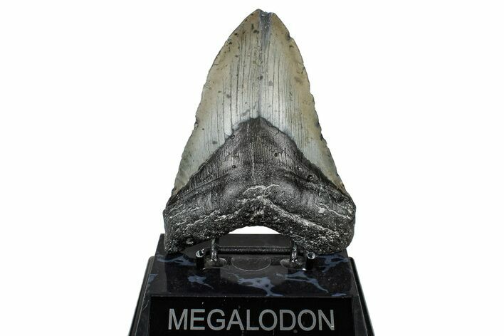 Fossil Megalodon Tooth - North Carolina #347039